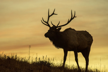 Silhouetted Bull Elk during sunrise