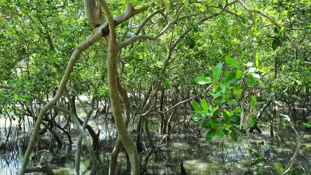 muddy mangrove forest near shoreline