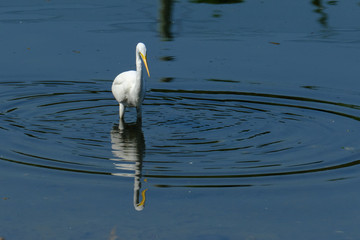 egret on pond