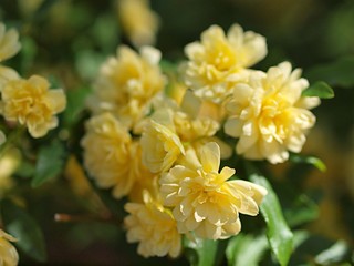 Obraz premium モッコウバラの花