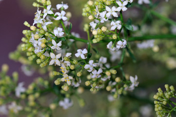Galium fruticosum