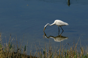 egret on pond