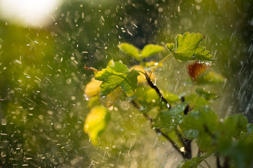 Sommerregen Apfelbaum