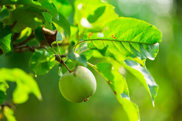 kleiner Apfel am Apfelbaum im Sommer
