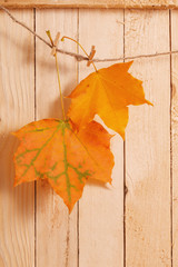 Naklejka na ściany i meble autumn leaves on wooden background