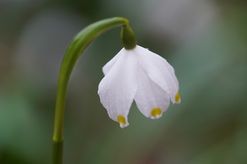 Spring snowflake macro blooming, spring