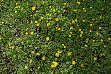 Many yellow flowers on the background of green grass in the Park. It's spring.