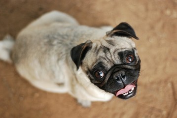 perro pug