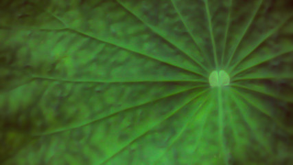 abstract green leaf  texture  ,spring ,summer   background