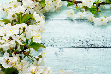 white cherry blossom frame on old blue painted wooden background