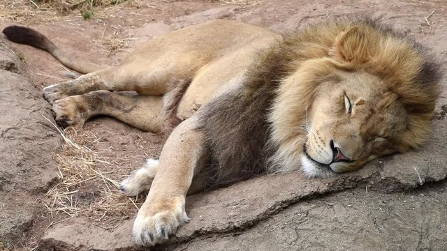 HD video one male lion lying on a rock trying to sleep flicking flies away. Male lions spend 18 to 20 hours a day sleeping, and following a large meal, lions may even sleep up to 24 hours.