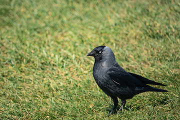 Eurasian Jackdaw in Springtime
