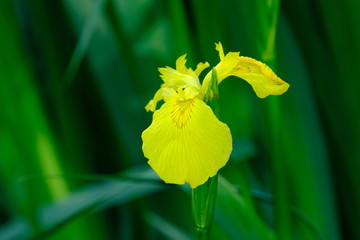 yellow iris flower in the garden