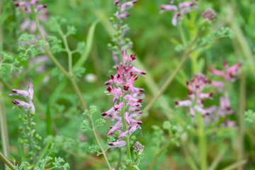 Common Fumitory Flowers in Bloom in Springtime