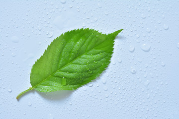 Water drops with a leaf