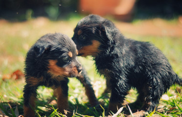 cachorros jugando © RENE