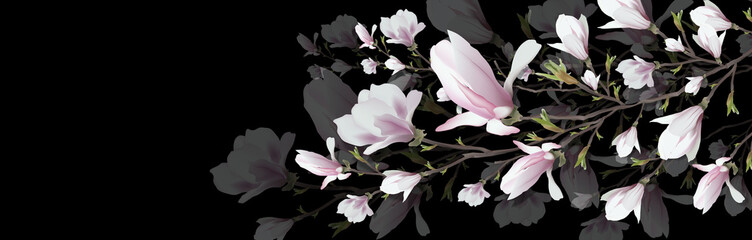 Panele Szklane  realistyczny kwiat, gałąź magnolii na białym na czarnym tle. Gałąź magnolii to symbol wiosny, lata, kobiecego wdzięku, kobiecości w stylu realizmu. 3d, wolumetryczny różowy kwiat, backgroun