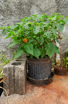 Potted Scotch Bonnet Pepper Plant