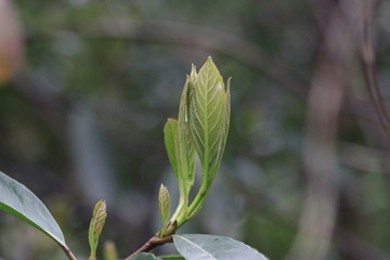 Budding Green Leaves in Spring, New Season is Coming, A Growing Season, A new Circle will Begin