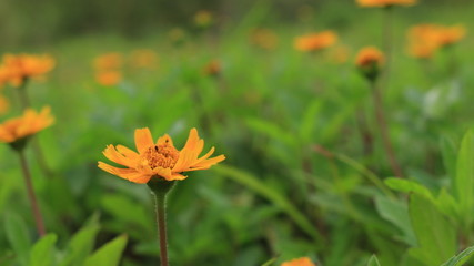 flower in garden