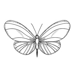 one sketch of butterfly, lines