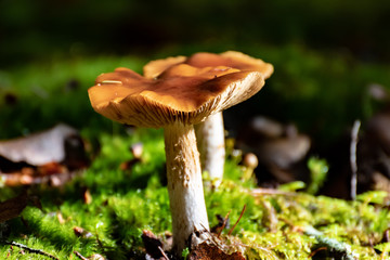 Two wild fruiting mushrooms/ toadstools (boletus) with shiny light brown caps growing above ground in soil in rainy woodland forest during autumn/fall season. Umbrella shaped fungi, organic growth.