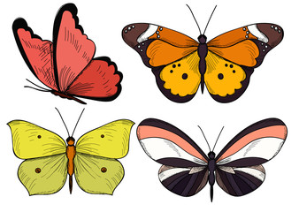 Obraz na płótnie Canvas vector, isolated, butterflies, fly, set, collection, insects