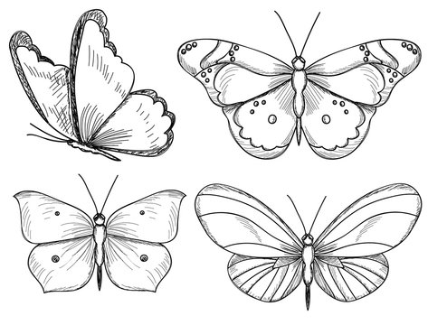 isolated, sketch butterflies, lines, set