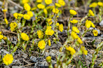 Yellow flowers coltsfoot bloomed