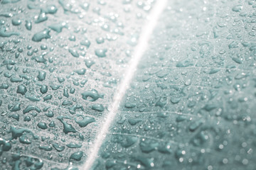 Obraz premium water drops on pastel colored leaf macro background