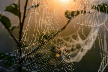 Cobweb at dawn, which is covered with dew drops