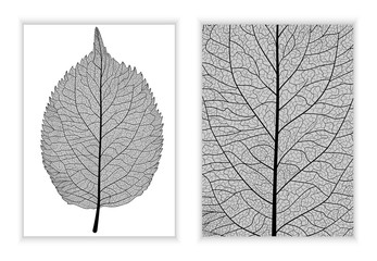 Beautiful background texture leaf  with leaves and space for text. Vector illustration. EPS 10.