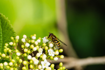 Hoverfly on Viburnum Flowers in Springtime