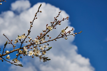 An image of a flowering tree.