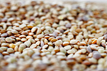 Heap of brown lentils