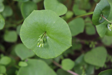 Miner's Lettuce, Winter Purslane ,Claytonia perfoliata . You can use them in fresh vegetable salads. The Winter Purslane is that we have it fresh almost all year round.