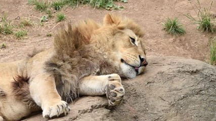HD video one male lion lying on a rock trying to sleep flicking flies away. Male lions spend 18 to 20 hours a day sleeping, and following a large meal, lions may even sleep up to 24 hours.