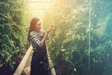 Women are picking tomatoes in the greenhouse, garden of planting non-toxic vegetables