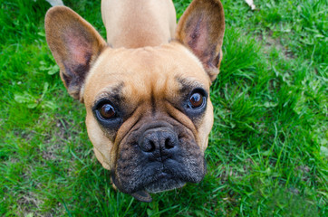 French Bulldog. beautiful little dog. calendar background. dog on green grass