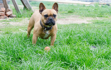 French Bulldog. beautiful little dog. calendar background. the dog is playing with the ball