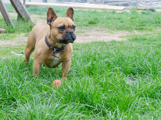 French Bulldog. beautiful little dog. calendar background. the dog is playing with the ball