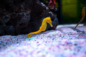 Sea horse in aquarium. These seahorses live in the warm seas around Indonesia, Philippines and Malaysia. © ducksmallfoto