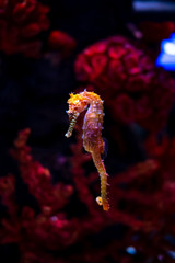Sea horse in aquarium. These seahorses live in the warm seas around Indonesia, Philippines and Malaysia. © ducksmallfoto