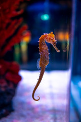Sea horse in aquarium. These seahorses live in the warm seas around Indonesia, Philippines and Malaysia.