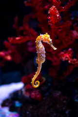 Sea horse in aquarium. These seahorses live in the warm seas around Indonesia, Philippines and Malaysia.