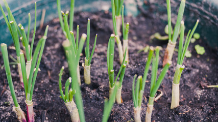 onions growing in the garden