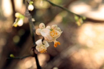 Lemon (Citrus limon)flowers