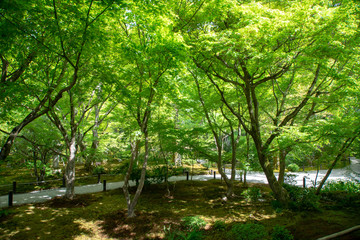 Fresh green of Kyoto Enkou-ji