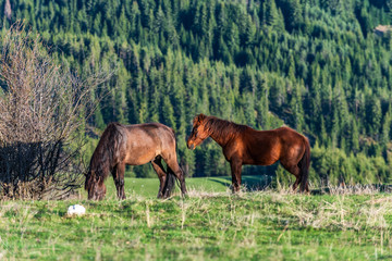 wild brown mountain horses in green meadow