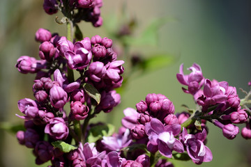 Obraz premium Beautiful lilac begins to bloom in the garden on a bright sunny spring day